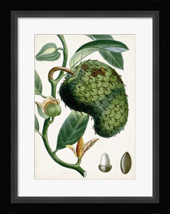 Framed Turpin Tropical Fruit VIII Print