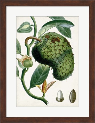 Framed Turpin Tropical Fruit VIII Print