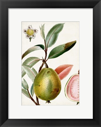 Framed Turpin Tropical Fruit IX Print