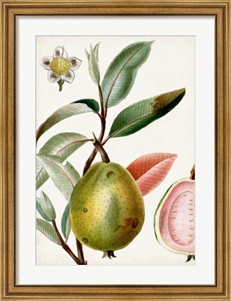 Framed Turpin Tropical Fruit IX Print