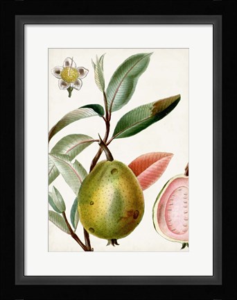 Framed Turpin Tropical Fruit IX Print