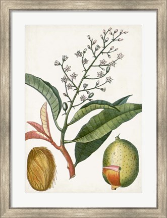 Framed Turpin Tropical Fruit X Print