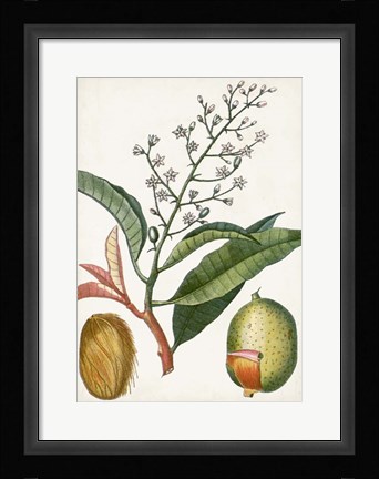 Framed Turpin Tropical Fruit X Print