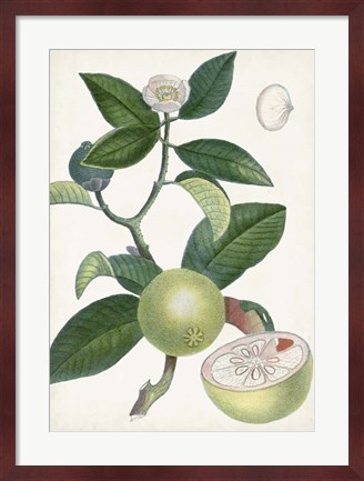 Framed Turpin Tropical Fruit XI Print