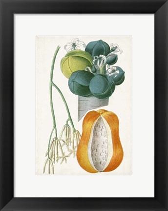 Framed Turpin Tropical Fruit XII Print