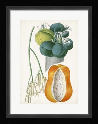 Framed Turpin Tropical Fruit XII Print