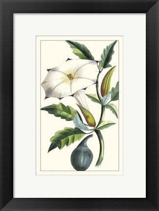 Framed Turpin Exotic Botanical I Print