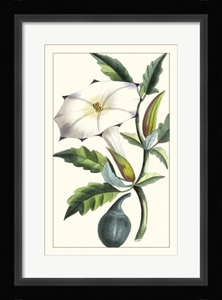 Framed Turpin Exotic Botanical I Print