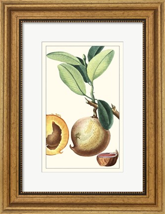 Framed Turpin Exotic Botanical II Print