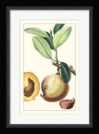 Framed Turpin Exotic Botanical II Print