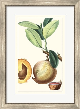Framed Turpin Exotic Botanical II Print