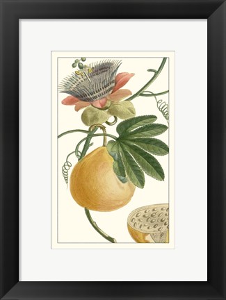 Framed Turpin Exotic Botanical III Print