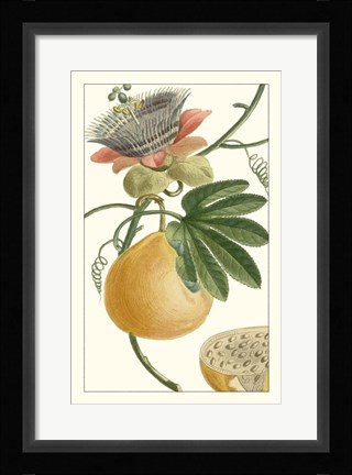 Framed Turpin Exotic Botanical III Print
