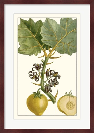Framed Turpin Exotic Botanical IV Print