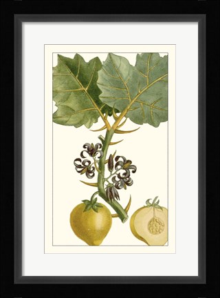Framed Turpin Exotic Botanical IV Print