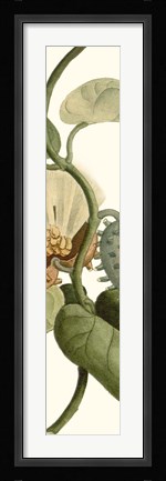 Framed Turpin Exotic Botanical V Print