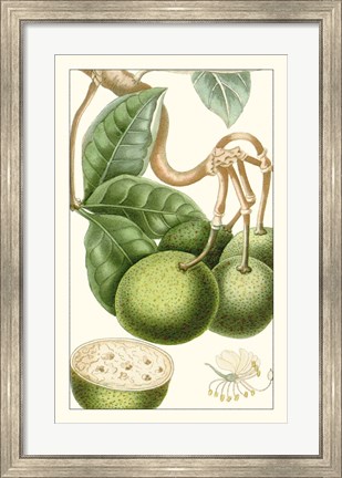 Framed Turpin Exotic Botanical VI Print