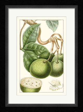 Framed Turpin Exotic Botanical VI Print