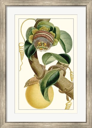 Framed Turpin Exotic Botanical VII Print