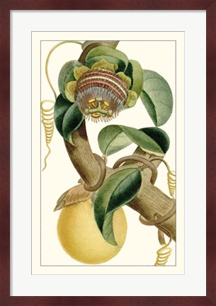 Framed Turpin Exotic Botanical VII Print