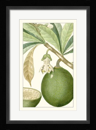 Framed Turpin Exotic Botanical VIII Print
