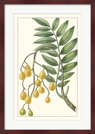 Framed Turpin Exotic Botanical IX Print
