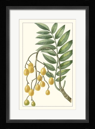 Framed Turpin Exotic Botanical IX Print
