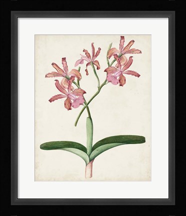 Framed Orchid Pair I Print