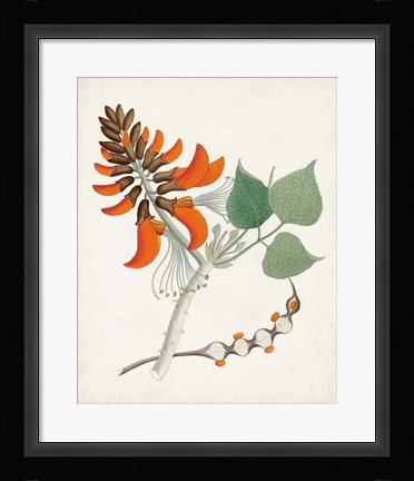 Framed Botanical of the Tropics I Print