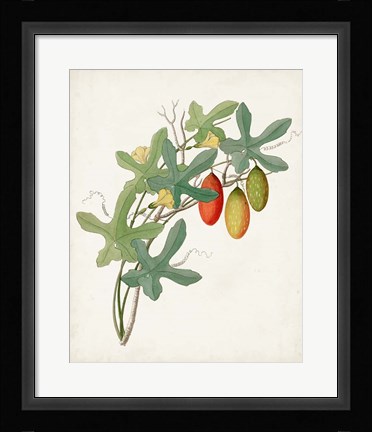 Framed Botanical of the Tropics III Print