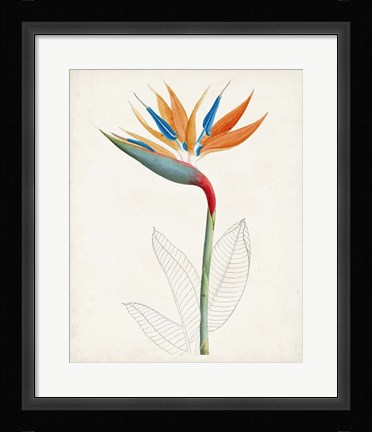 Framed Botanical of the Tropics IV Print