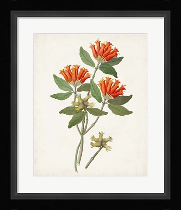 Framed Botanical of the Tropics V Print
