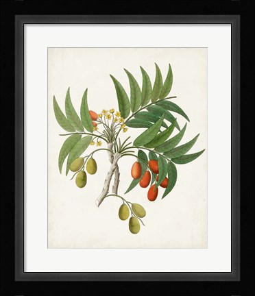 Framed Botanical of the Tropics VI Print