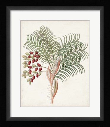 Framed Botanical of the Tropics VII Print