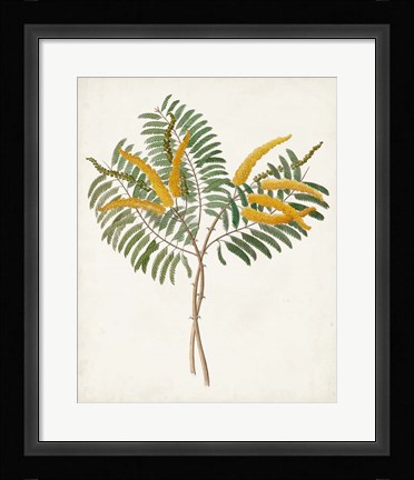 Framed Botanical of the Tropics VIII Print