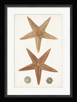 Framed Coastal Curiosity I Print