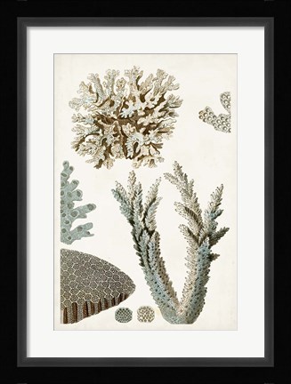 Framed Coastal Curiosity VI Print