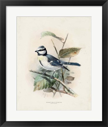 Framed Antique Birds VI Print