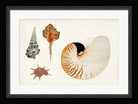 Framed Antique Shell Anthology I Print
