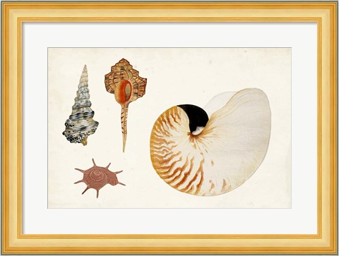 Framed Antique Shell Anthology I Print