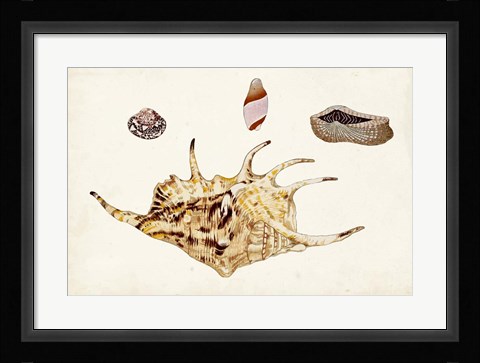 Framed Antique Shell Anthology II Print