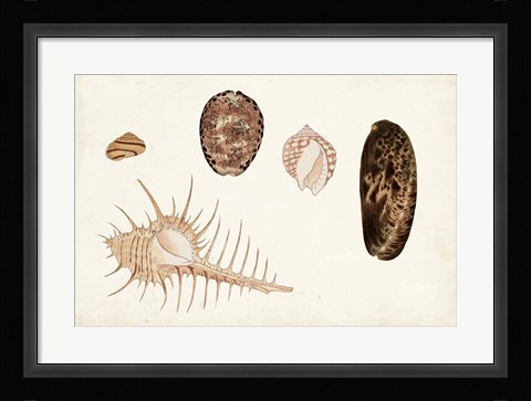 Framed Antique Shell Anthology III Print
