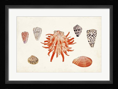 Framed Antique Shell Anthology IV Print