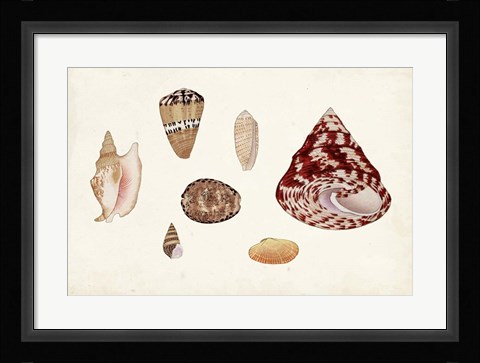 Framed Antique Shell Anthology V Print