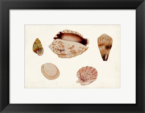 Framed Antique Shell Anthology VI Print