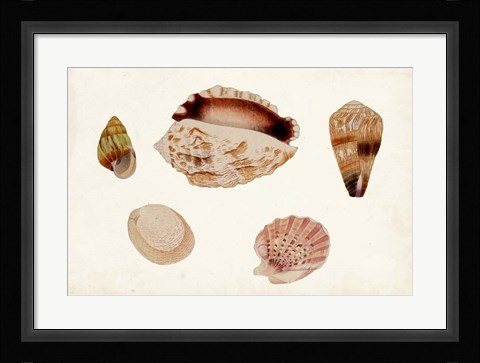 Framed Antique Shell Anthology VI Print