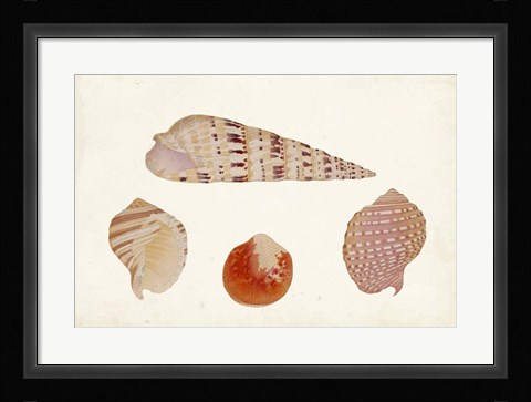 Framed Antique Shell Anthology VII Print