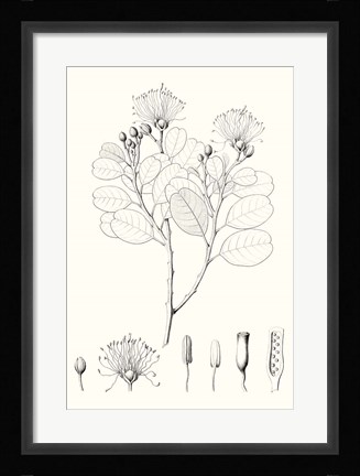 Framed Illustrative Leaves I Print