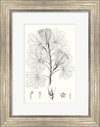 Framed Illustrative Leaves II Print