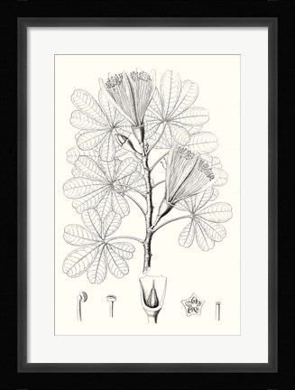 Framed Illustrative Leaves II Print